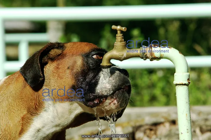  : Dog - Boxer drinking from outside tap