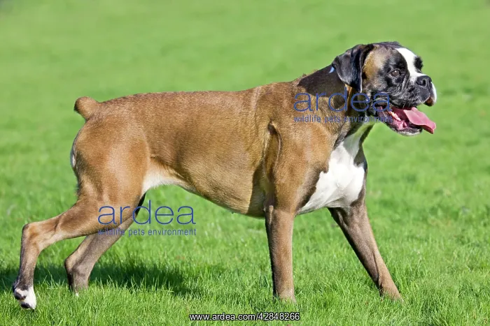  : Dog - Boxer in garden