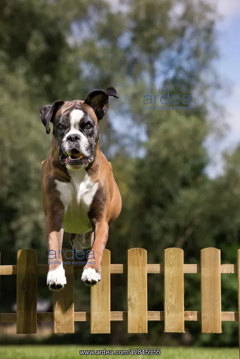  : Dog - Boxer - jumping over fence in garden