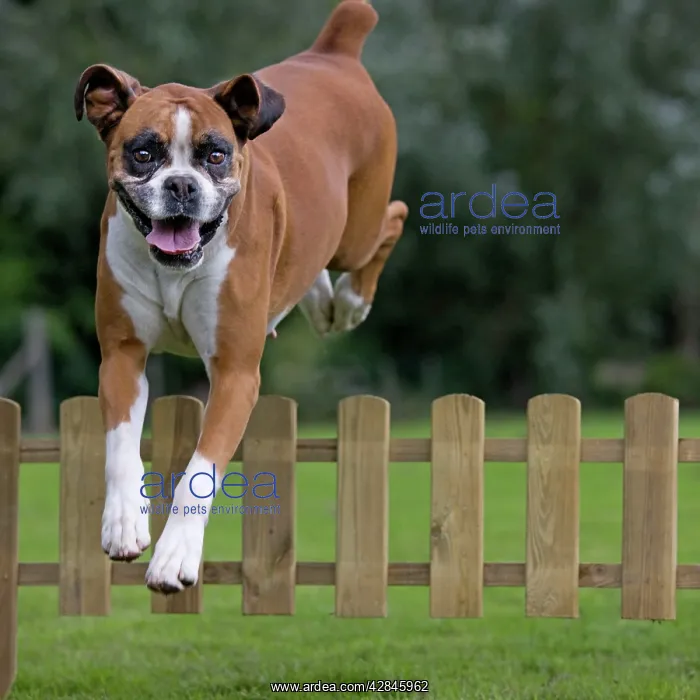: Dog - Boxer - jumping over fence in garden : Dog - Boxer - jumping over fence in garden