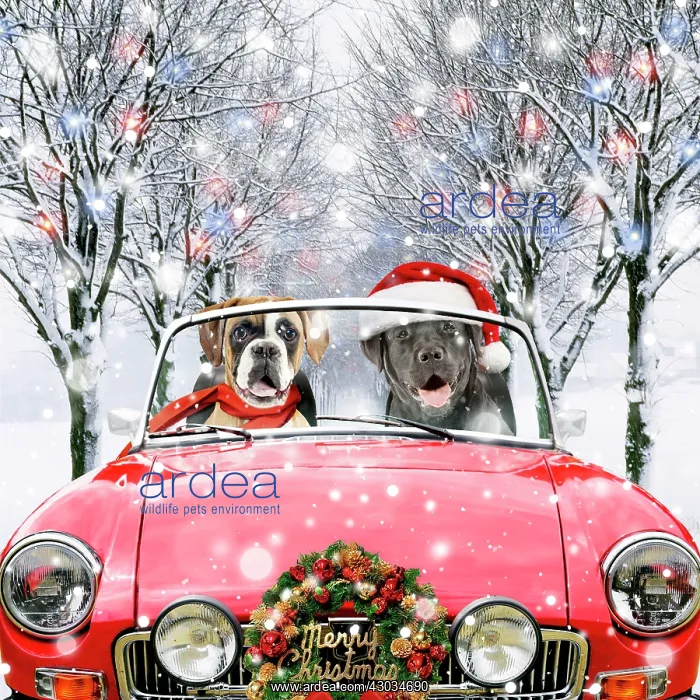  : Dog Boxer and Labrador driving car through Christmas scene with wreath
