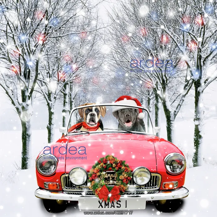 : Dog Boxer and Labrador driving car through Christmas scene with wreath : Dog Boxer and Labrador driving car through Christmas scene with wreath