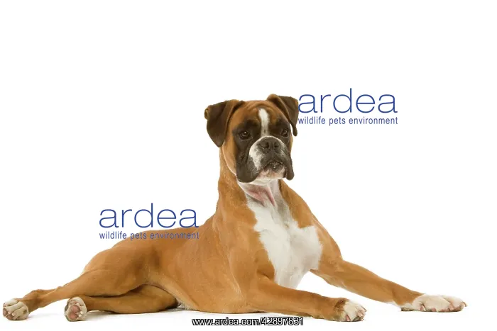  : Dog - Boxer - lying down