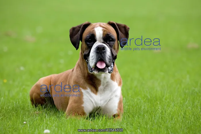  : Dog - Boxer lying down in garden