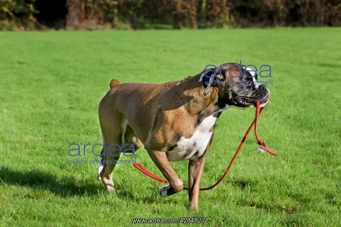  : Dog - Boxer playing with leash