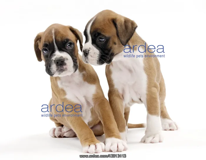  : Dog Boxer puppies