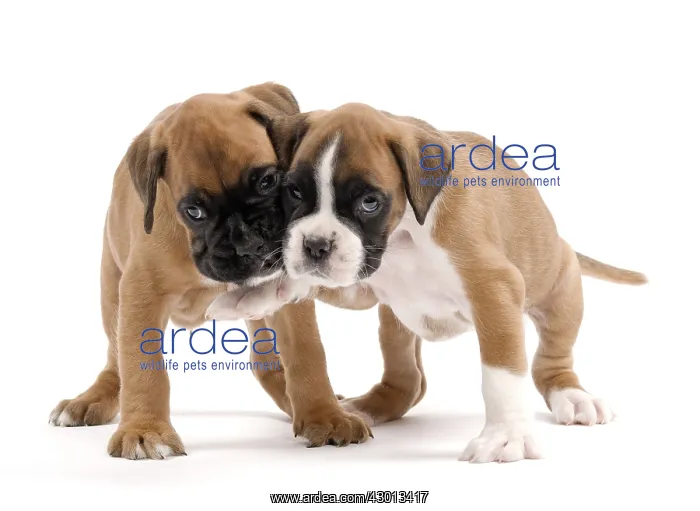  : Dog Boxer puppies