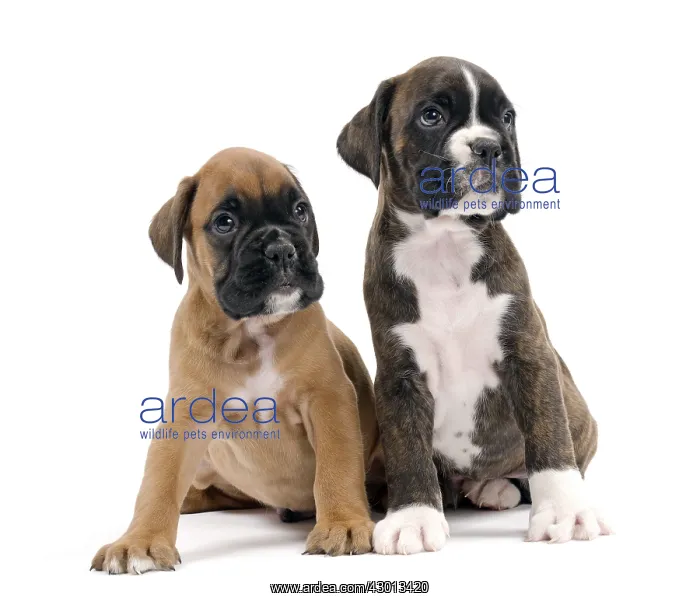  : Dog Boxer puppies
