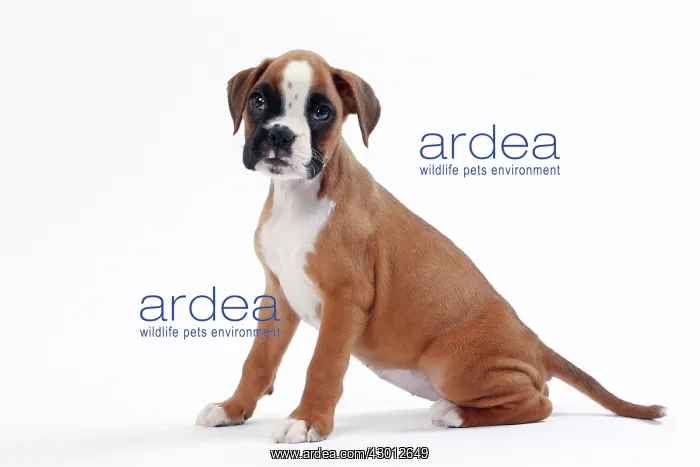  : Dog Boxer puppy