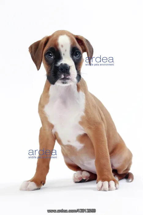  : Dog Boxer puppy
