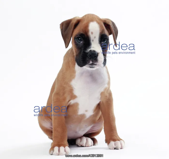  : Dog Boxer puppy