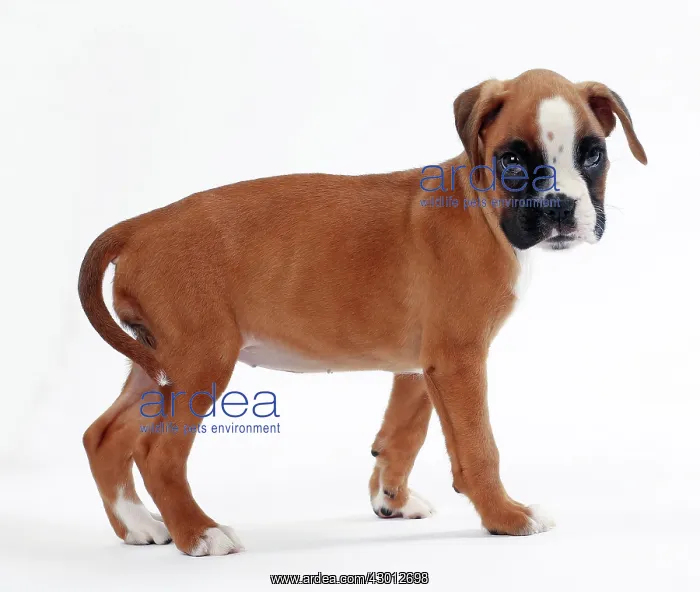 : Dog Boxer puppy