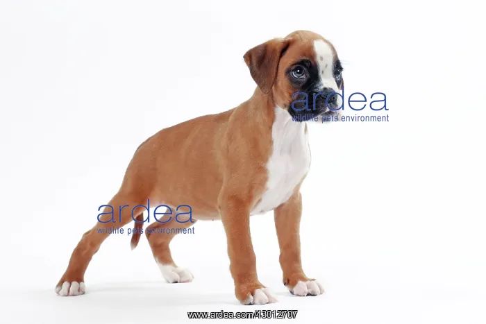  : Dog Boxer puppy