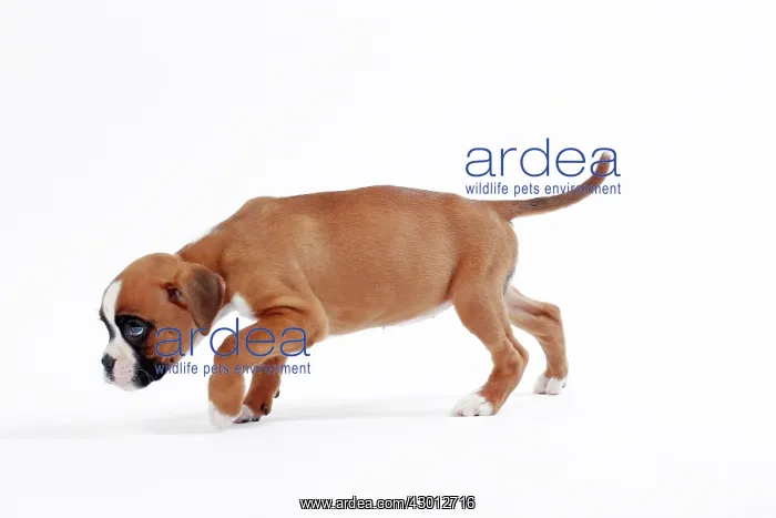  : Dog Boxer puppy