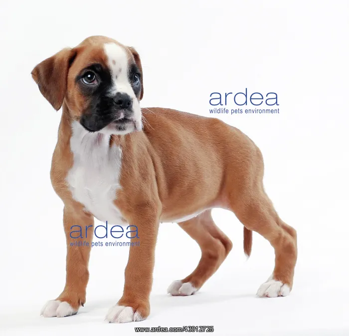  : Dog Boxer puppy