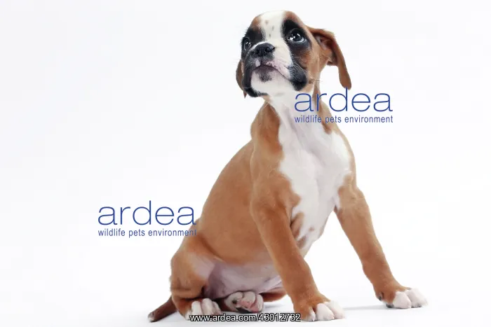  : Dog Boxer puppy