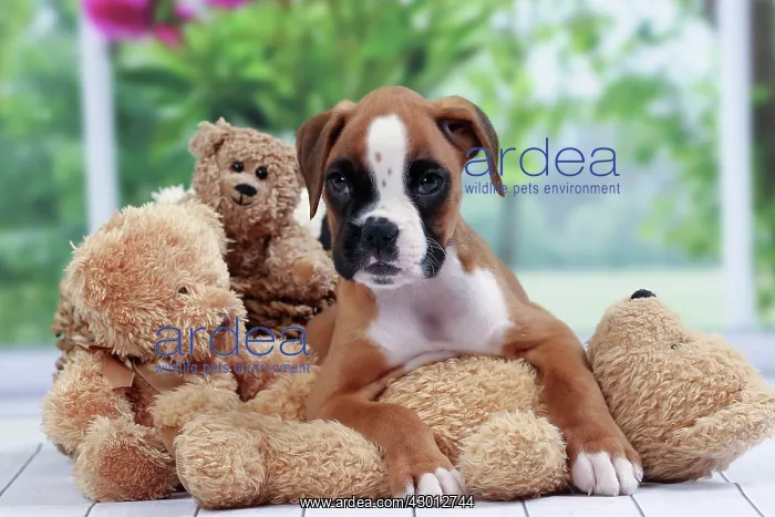 : Dog Boxer puppy : Dog Boxer puppy