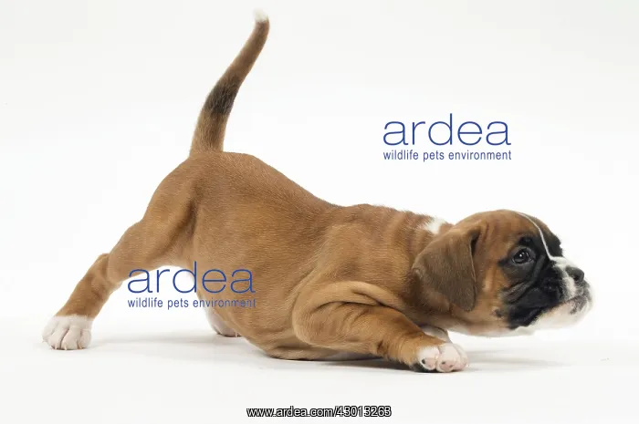 : Dog Boxer puppy : Dog Boxer puppy