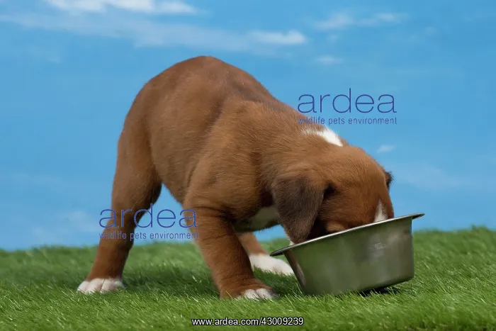 : Dog Boxer puppy 8 weeks old : Dog Boxer puppy 8 weeks old