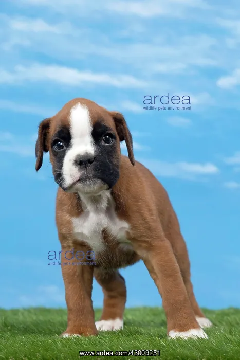  : Dog Boxer puppy 8 weeks old