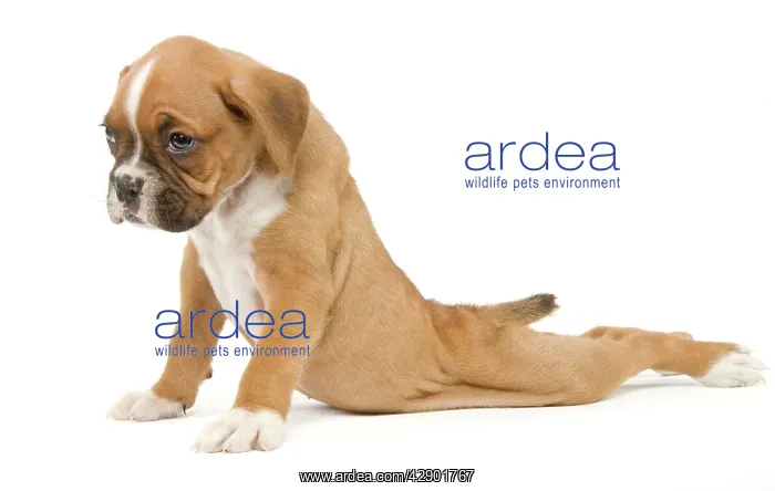 : Dog - Boxer puppy - in studio sitting with back : Dog - Boxer puppy - in studio sitting with back