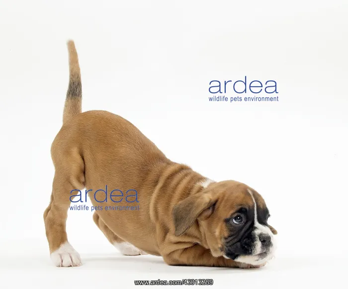 : Dog Boxer puppy twerking : Dog Boxer puppy twerking