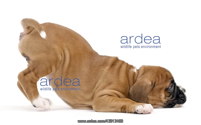 : Dog Boxer puppy twerking : Dog Boxer puppy twerking