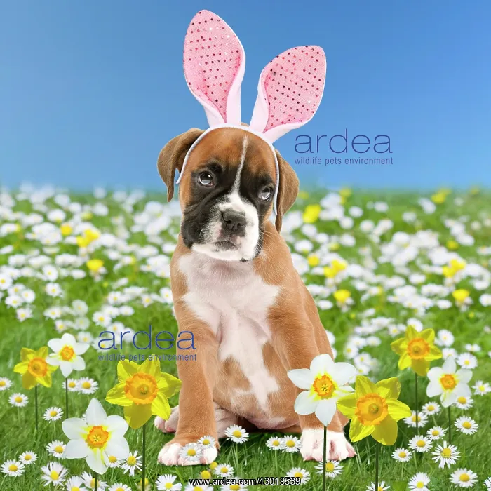 : Dog Boxer puppy wearing Easter Bunny ears in spring flowers daisies : Dog Boxer puppy wearing Easter Bunny ears in spring flowers daisies