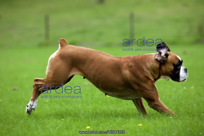  : Dog - Boxer running in garden