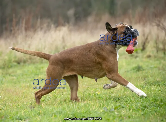 : Dog Boxer running playing with toy : Dog Boxer running playing with toy