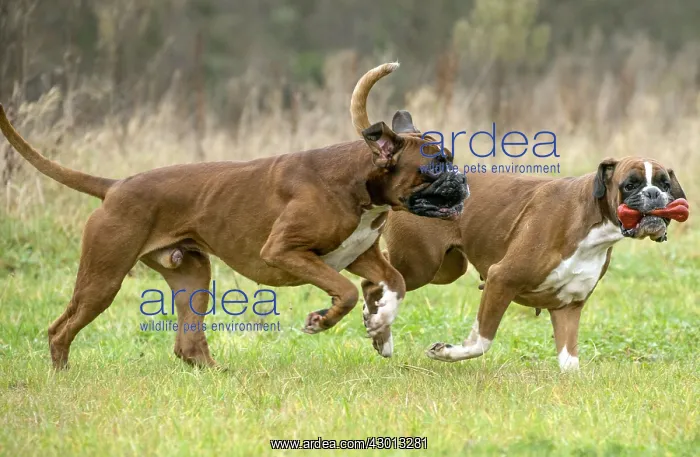 : Dog Boxer running playing with toy : Dog Boxer running playing with toy