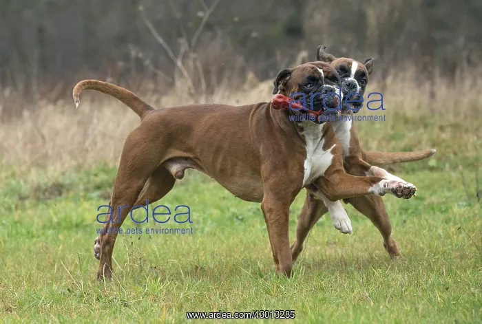 : Dog Boxer running playing with toy : Dog Boxer running playing with toy