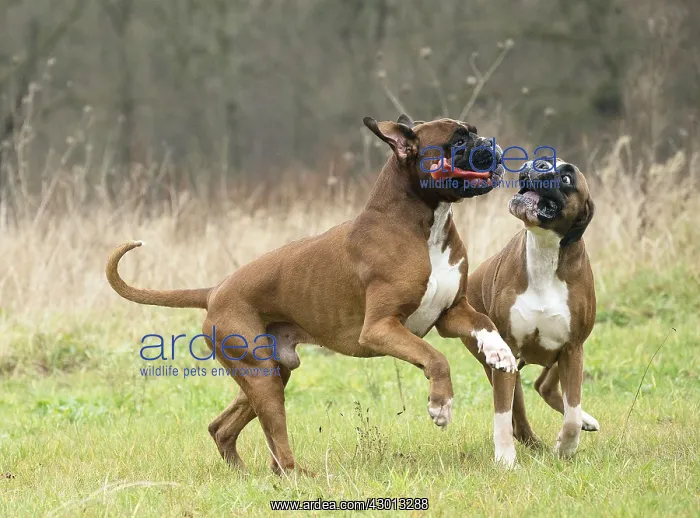 : Dog Boxer running playing with toy : Dog Boxer running playing with toy