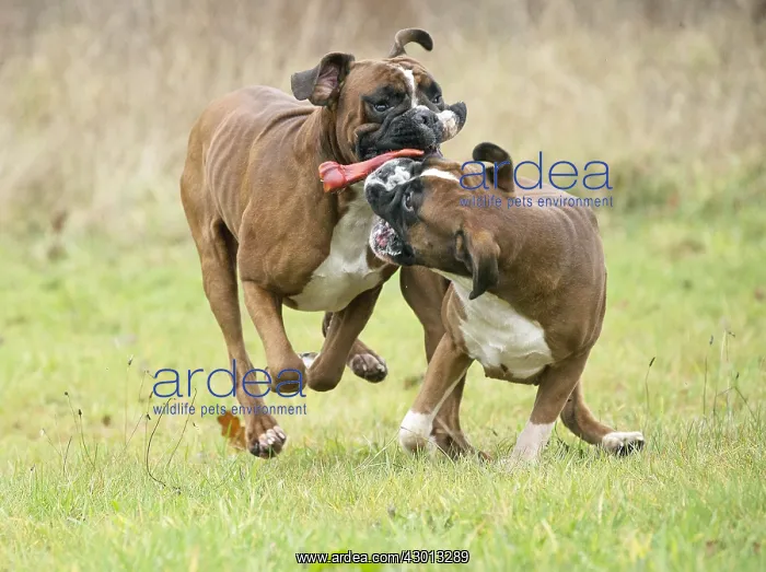 : Dog Boxer running playing with toy : Dog Boxer running playing with toy