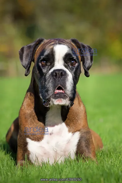  : Dog - Boxer sitting down in garden