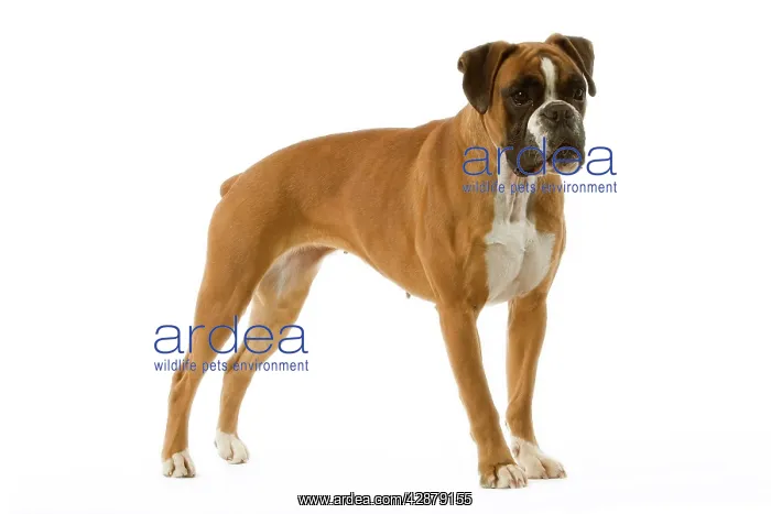  : Dog - Boxer - standing