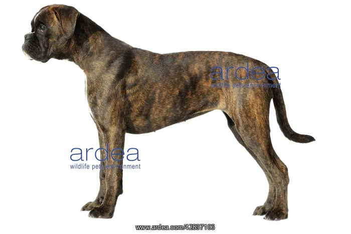  : Dog - Boxer in studio