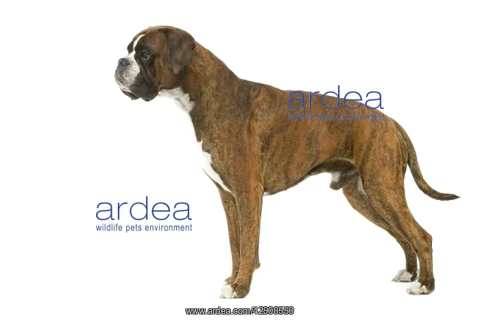  : Dog - Boxer in studio