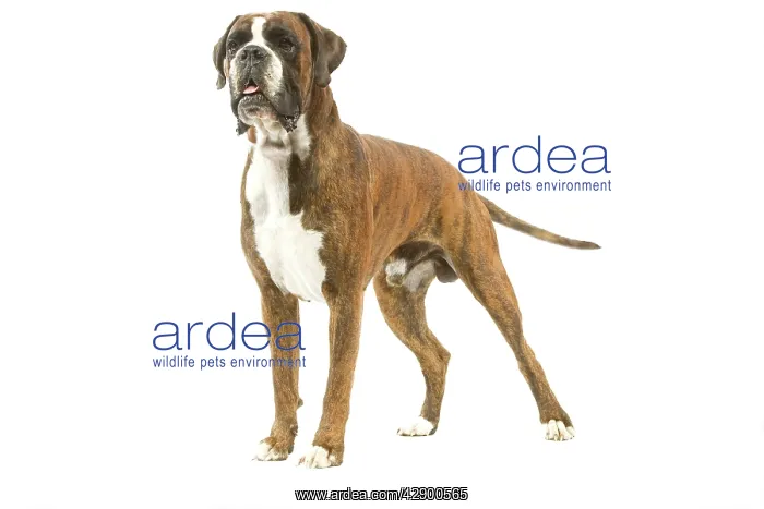  : Dog - Boxer in studio