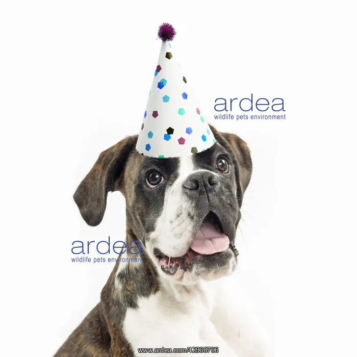 : Dog - Boxer wearing a party hat : Dog - Boxer wearing a party hat