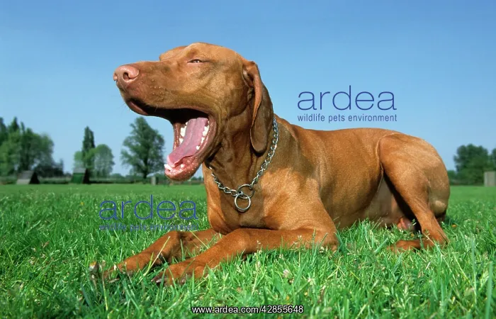 : Dog - Bracco Italiano / Italian Pointer lying down : Dog - Bracco Italiano / Italian Pointer lying down