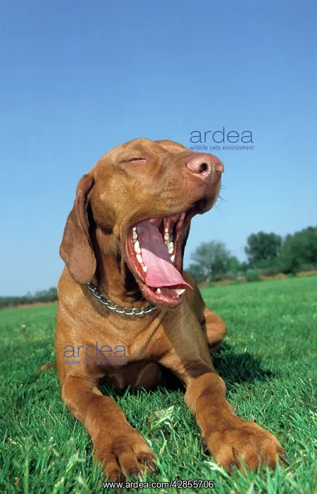 : Dog - Bracco Italiano / Italian Pointer lying down : Dog - Bracco Italiano / Italian Pointer lying down