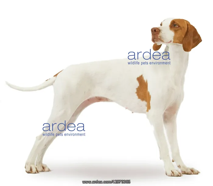  : Dog - braque St Germain  /  St Germain Pointer