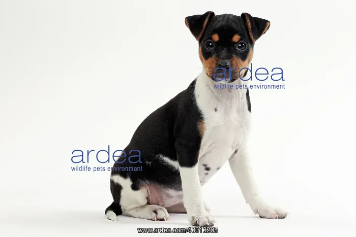 : Dog Brazilian Terrier : Dog Brazilian Terrier