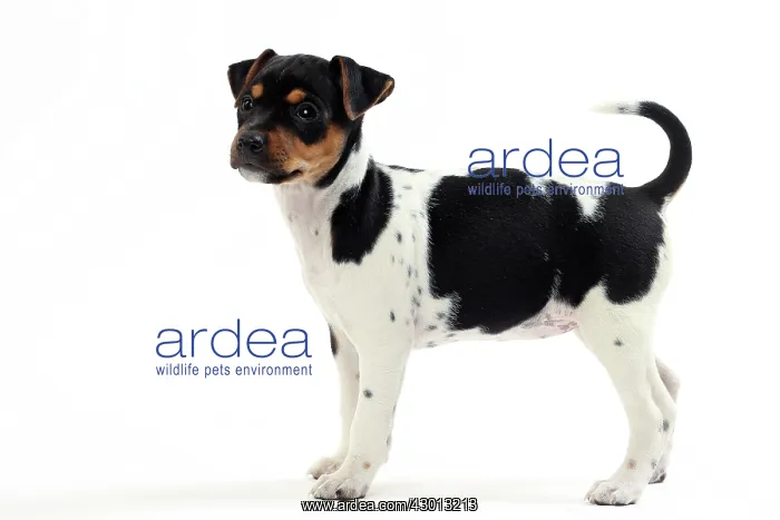 : Dog Brazilian Terrier : Dog Brazilian Terrier