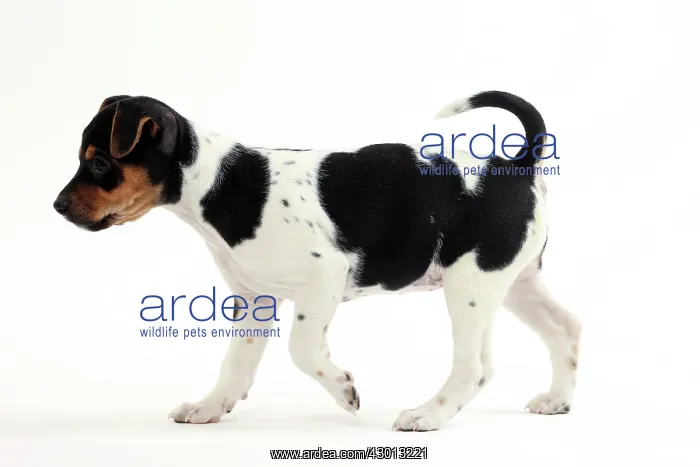: Dog Brazilian Terrier : Dog Brazilian Terrier