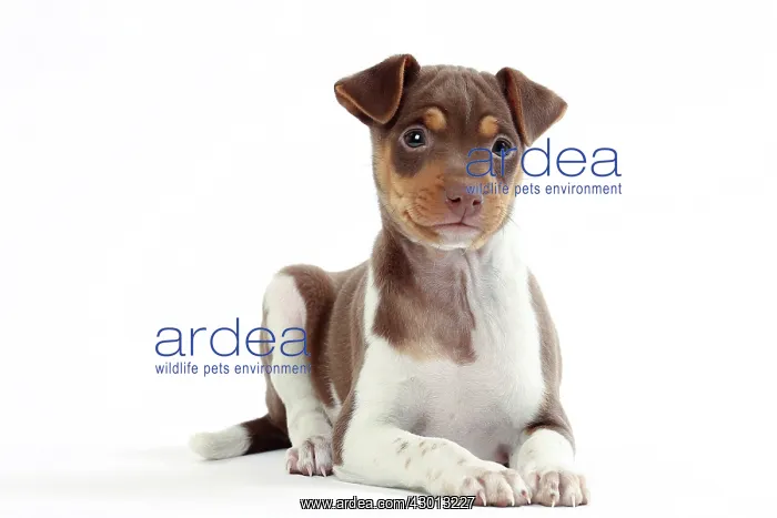 : Dog Brazilian Terrier : Dog Brazilian Terrier