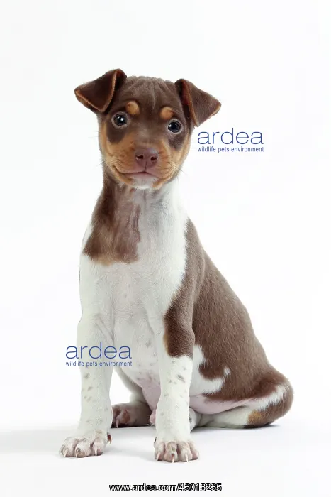 : Dog Brazilian Terrier : Dog Brazilian Terrier