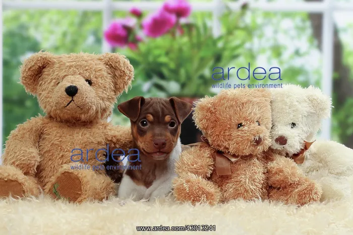 : Dog Brazilian Terrier : Dog Brazilian Terrier