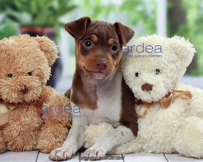 : Dog Brazilian Terrier : Dog Brazilian Terrier